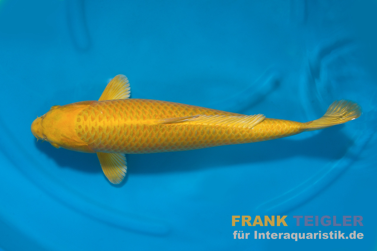 Koi A Yamabuki, Cyprinus carpio, 10-12 cm